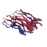 8"-10"  long, Extreme 2nd clip Teaswater wool locks , 1oz,  Premium locks for tailspinning ,felting and doll hair  (TT-9)
