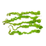 1oz , Prime 2nd clip Teeswater wool locks, 6&quot;-7&quot;  long , Premium locks for tailspinning and felting,  color: Neon Lime Mix , ADF-21