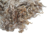 1oz,  Premium First clip Kid Mohair wool locks , color Champagne Red tips , LS-10